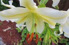 FotografieNatura_0004