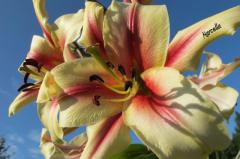 FotografieNatura_0005