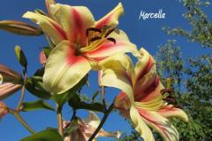 FotografieNatura_0007