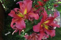 FotografieNatura_0009