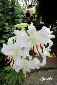 FotografieNatura_0012