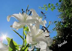 FotografieNatura_0013